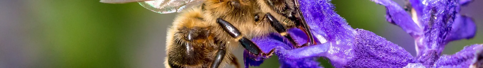 environnement biodiversité