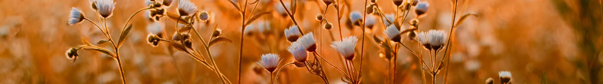 biodiversité cosmétique 