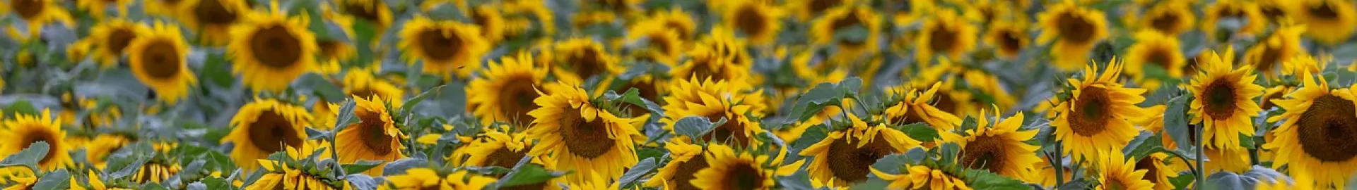 Synthèse glycérine