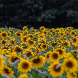 Synthèse glycérine